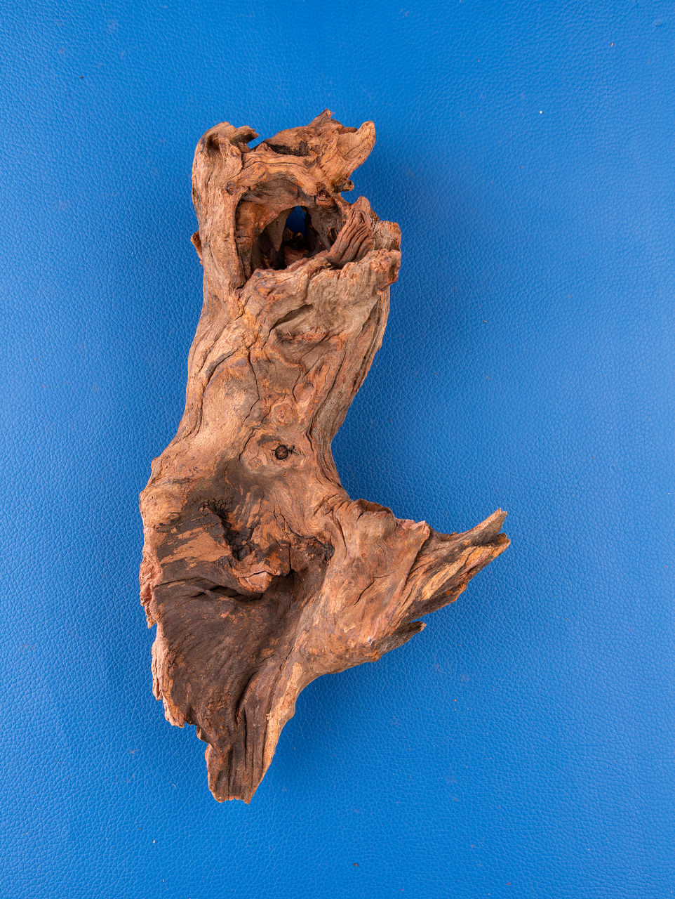 blue, wood, blue background, no people, colored background, sculpture, art, leaf, animal, indoors, nature, animal themes, studio shot, close-up