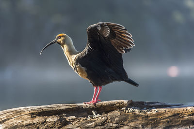 Close-up of bird perching on rock