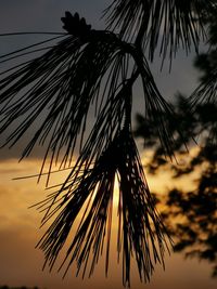 Low angle view of palm tree