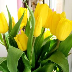 Close-up of yellow flowers