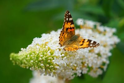 Close-up of butterfly pollinating on flower