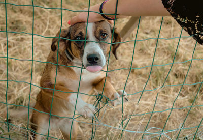 Female hand petting and touching a dog behind a fence - dog adoption concept - with tongue out