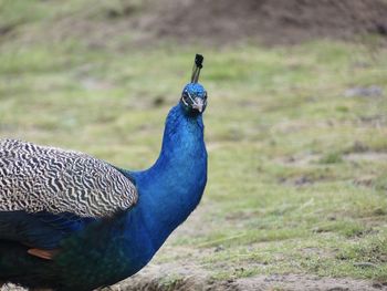 Close-up of peacock