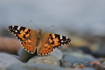 Close-up of butterfly perching on leaf