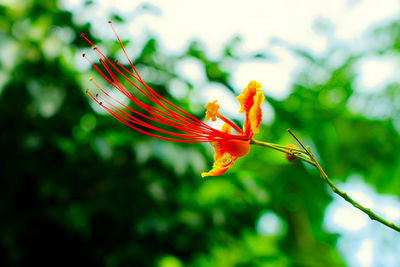 Close-up of insect on red flower