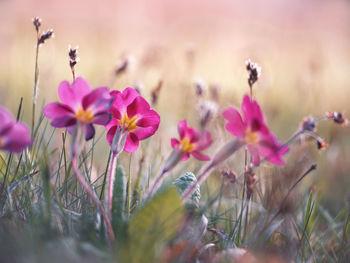 Close-up of pink flowering plants on field