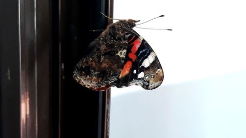 Close-up of butterfly on window