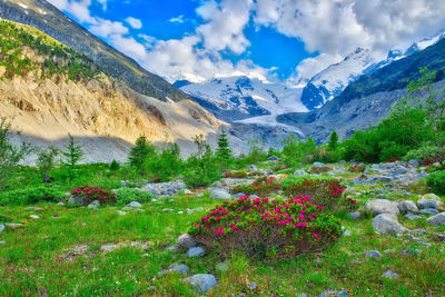 Scenic view of flowering plants by mountains against sky