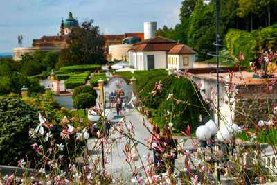 Plants growing by building against trees and houses