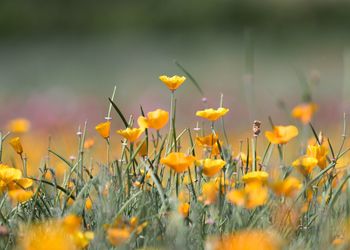 Close-up of yellow flowering plants on field