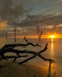 Driftwood on beach against sky during sunset