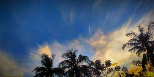 Low angle view of palm trees against sky