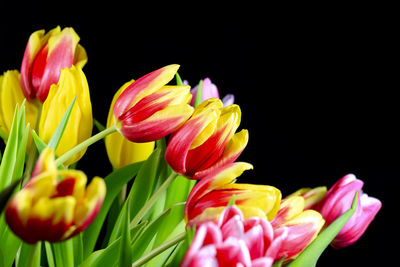 Close-up of tulips against black background