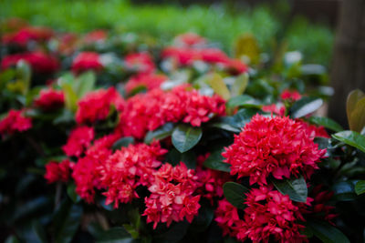 Close-up of red flowering plants