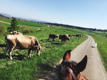 Horses grazing on field against sky