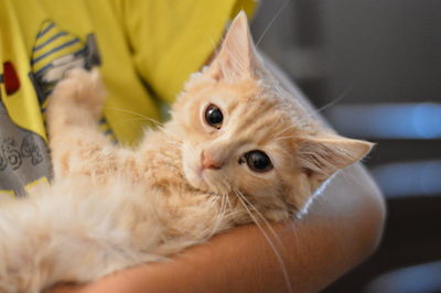 Close-up portrait of kitten on hand