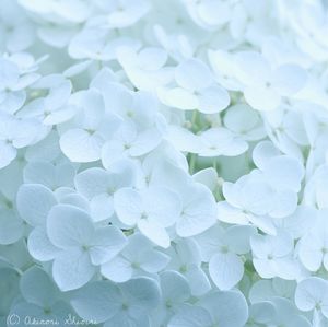 Full frame shot of white flowers