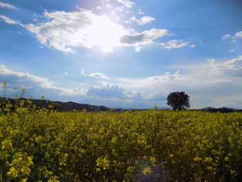 Scenic view of oilseed rape field against sky