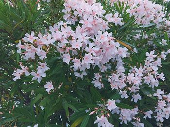 Close-up of pink cherry blossoms in spring