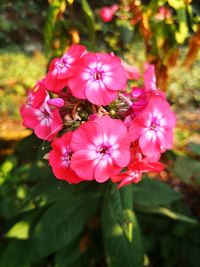 Close-up of pink flowering plant