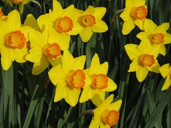 Close-up of yellow daffodils blooming outdoors