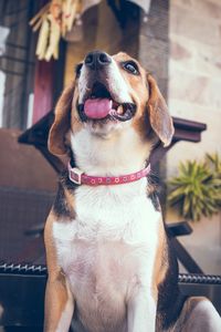 Close-up of dog looking at camera