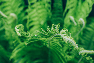 Macro view of beautiful fresh green fern leaf background or natural floral background