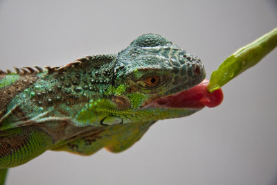 Close-up of lizard