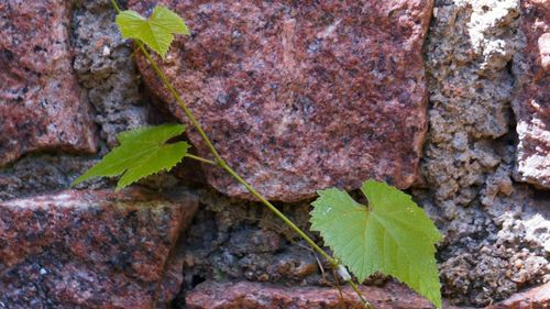 Close-up of ivy growing on plant