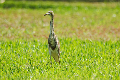 Bird on a field