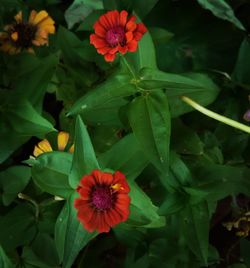 Close-up of red flowers blooming outdoors