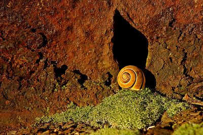 Close-up of snail