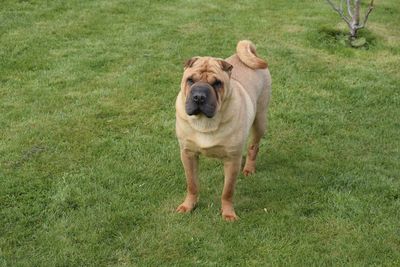 Portrait of dog standing on field