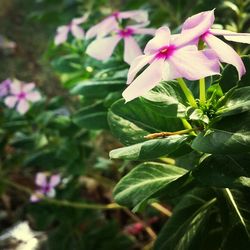 Close-up of purple flowers blooming outdoors