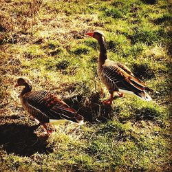 Close-up of an animal in pond
