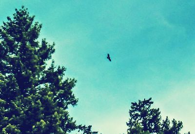 Low angle view of birds flying in sky