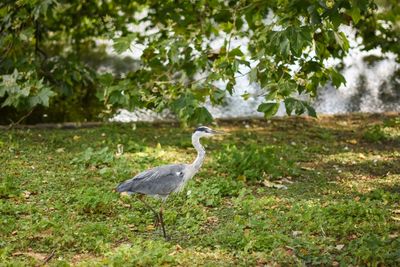 Bird on grass