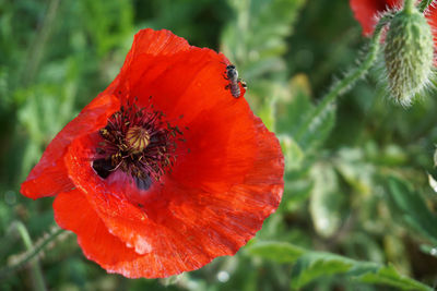 Close-up of red poppy flower