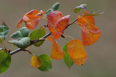 Close-up of orange fruit on tree