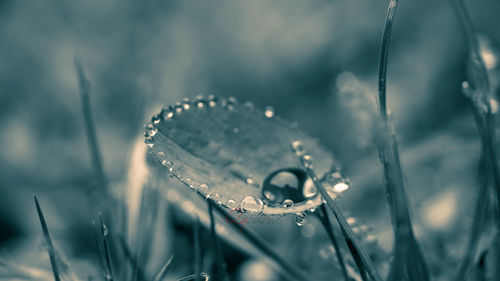 Close-up of water drops on plant during rainy season
