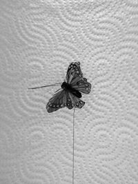 Close-up of butterfly on flower