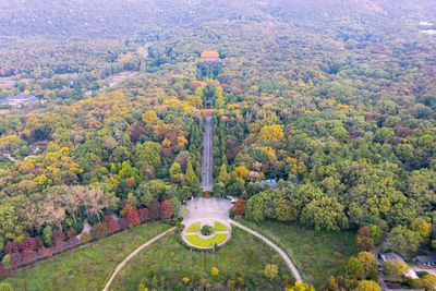 High angle view of trees growing in garden