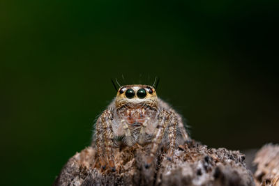 Close-up of spider