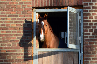 Horse in stable