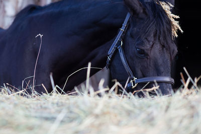 View of a horse on field