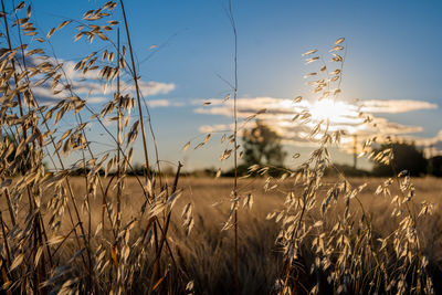 Close-up of wheat stalks in field against sky