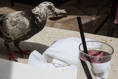 Close-up of bird drinking glass on table