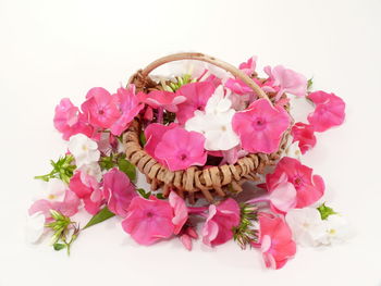 Close-up of pink flowers