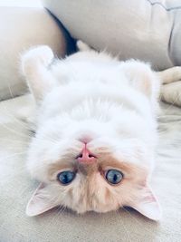 Portrait of dog relaxing on sofa at home