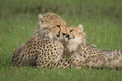 Cheetah on field